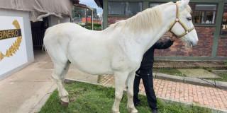 Bogotá abre convocatoria para la adopción de perros y caballos retirados