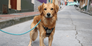 Jornada adpción de perros y gatos en Bogotá localidad Santa Fe 2025 