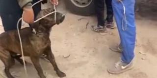 Aprehendidos perros callejeros en Bosa Bogotá tras reportes mordedura