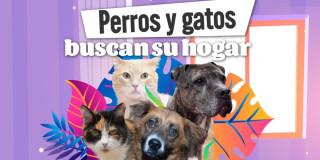Bogotá lanza portal web para publicar y encontrar animales perdidos