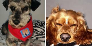 Fiscalía condenó a agresores de animales en tiendas de mascotas de Bogotá 