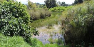 Primera Guía de Anfibios y Reptiles Humedales Urbanos de Bogotá 2025