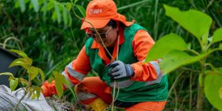 897 hectáreas intervenidas en procesos de restauración en Bogotá 2025