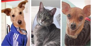 Reportar mascota extraviada en Perros y gatos buscan su hogar Bogotá 