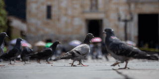 Bogotá inicia la esterilización a las palomas de la Plaza de Bolívar