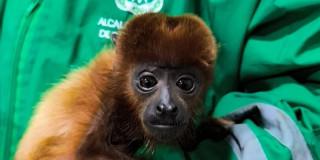 Bogotá rescata mono aullador que estaba en cautiverio en Fontibón