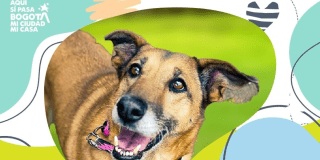 Asiste este 6 de septiembre a jornada de adopción de perros y gatos en Theatrón