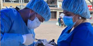 Palomas Plaza de Lourdes Chapinero fueron atendidas en brigada médica