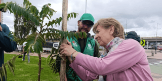 Se embellece la avenida Tabor de Bogotá con más arborización