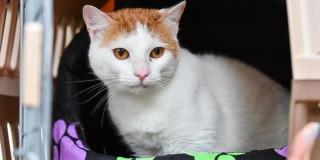 Creación de la Comisión de Protección y Bienestar Animal PYBA Bogotá