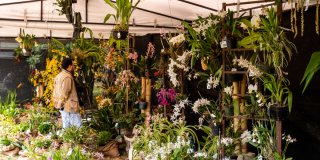 Bogotá acoge la XXII Exposición de Orquídeas en su aniversario 70