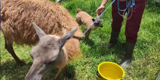 Historia de Asha y su cría Aarón llamas en Bogotá operativo IDPYBA