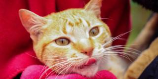 Bogotá habilita cupos gratuitos de esterilización para septiembre 2025