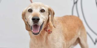 Jornada de adopción perros y gatos en Bogotá 20 de septiembre 2025