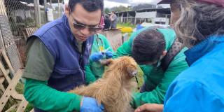 Más de 40 perros y gatos vulnerables fueron esterilizados en Bogotá