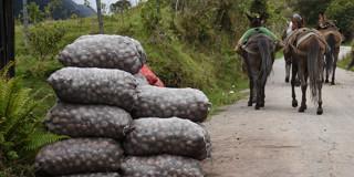 Sistemas Productivos Locales busca promover economía campesina Bogotá