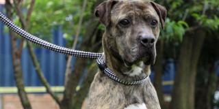 Foto de una perrita en adopción en Bogotá