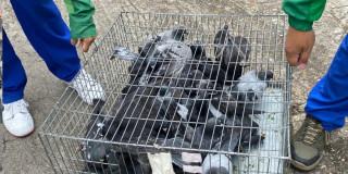 Foto de un grupo de palomas en una jaula