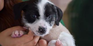 Foto de un perro cachorro