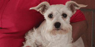 Fotografía de un perro raza Schnauzer