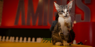 Imagen de un gato jugando con un cordón
