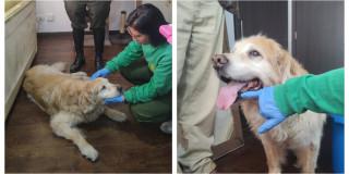 Foto de perrita vícitma de maltrato animal en Bogotá al ser rescatada por el IDPYBA. 