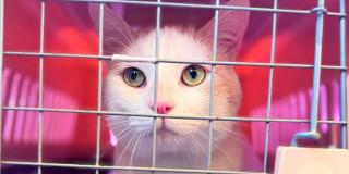 En la foto un gato dentro de un guacal