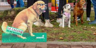 Foto de perros en un parque de Bogotá