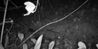 Foto del Coatí de montaña fue captado en la Reserva Distrital de Humedal Torca-Guaymaral