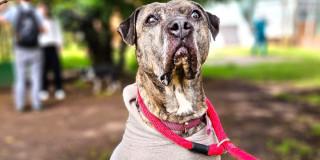 Foro de Astra Milagros, perrita adoptada