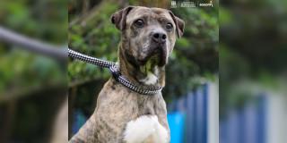 Foto de una perra en adopción en Bogotá