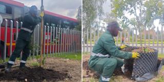 Collage con dos personas sembrando árboles