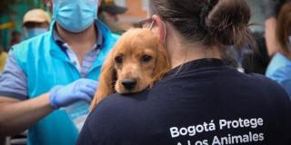 Persona sosteniendo un perro