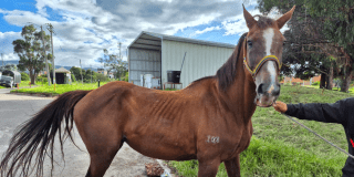 Imagen de un caballo que hacía parte de la Policía de Bogotá