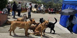 Foto de varios perros reunidos