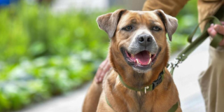 Foto de un perro cafe