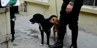 Imagen de los dos perros