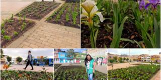 Collage con fotos de todas las plantaciones 