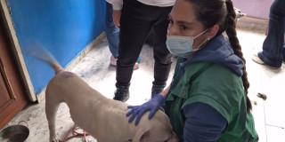 Funcionaria de Protección Animal atendiendo el perro