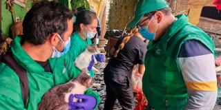 En la foto, los del IDPYBA rescatando a los animales en Bogotá