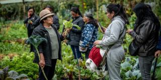 Foto de mujeres campesinas en un cultivo de hortalizas de una las zonas rurales de Bogotá.