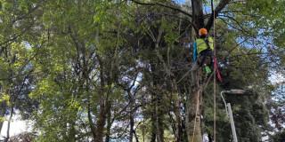 Foto de una de las jornadas de reubicación de plantas por obras de la Línea 1 Metro del Bogotá.