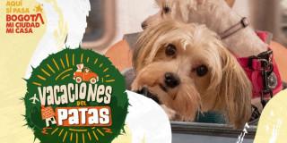 Imagen oficial de la campaña 'Vacaciones del Patas' para viajar con mascotas.