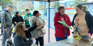Imagen de un perro que será atendido por una médica veterinaria