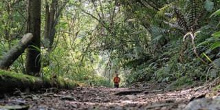 Caminos de los Cerros Orientales