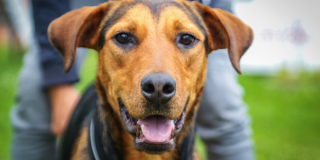 Foto de un perro cafe