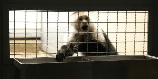 Foto de un mono en una jaula