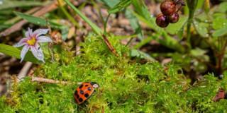 Foto de un ecosistema de Bogotá.