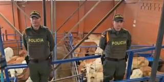 Policía con semovientes bovinos recuperados