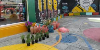 Imagen de plantas para sembrar en espacio público